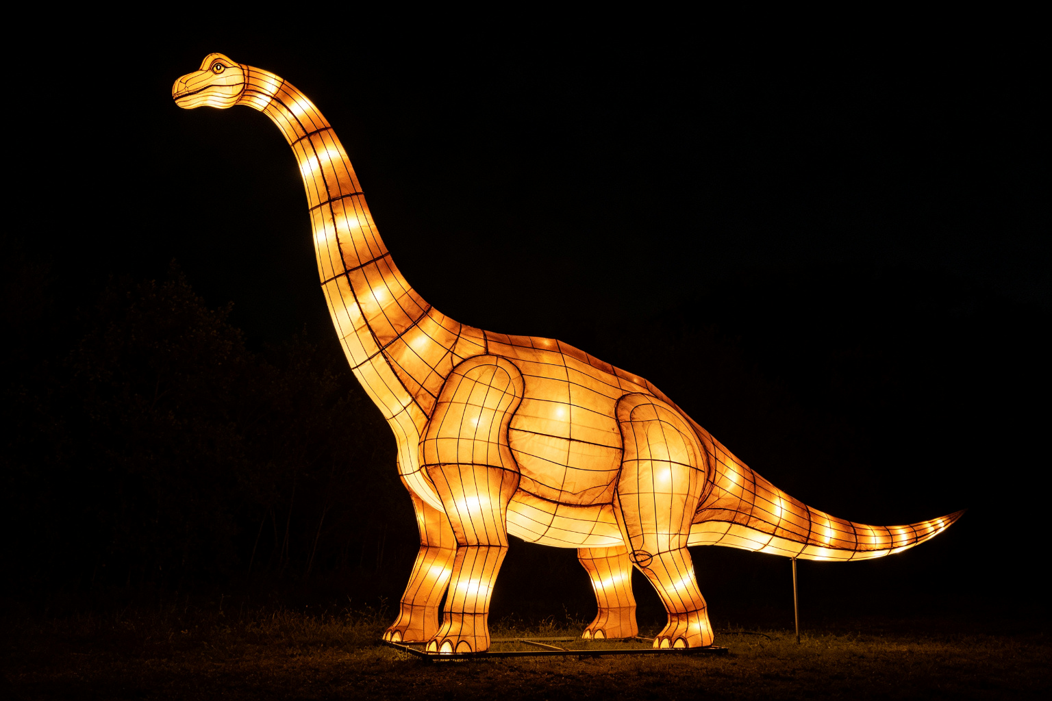 Brachiosaurus Lantern Display (ZD-053) - Animal Lanterns by Zedong, dimensions 500x150x800cm