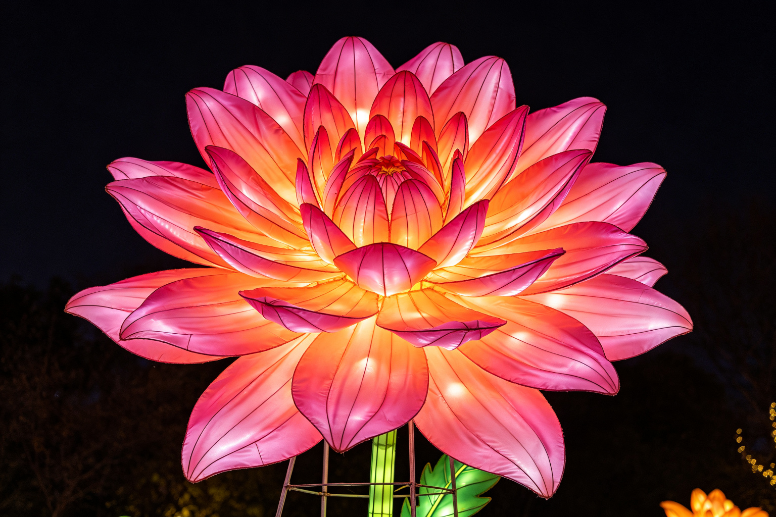 Dahlia Lantern Display (ZD-077) - Plant & Flower Lanterns by Zedong, dimensions 180x180x200cm